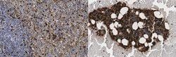 CD63 (LAMP3), Mouse anti-Human, Clone: ME491, Millipore Sigma 100&mu;g;